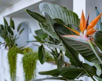 Herverkoop - Apartments - Flats - Marbella - Los Monteros