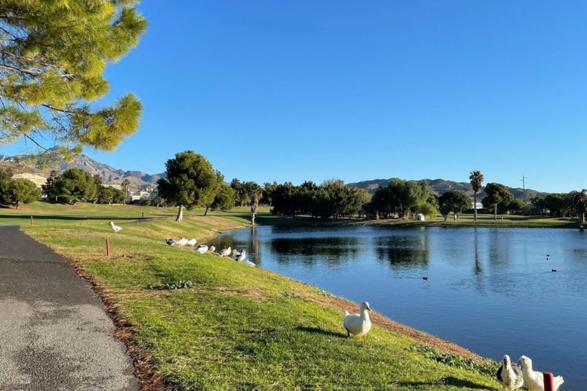 Herverkoop - Appartement / flat - Muchamiel - Club De Golf Bonalba