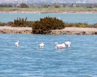 Herverkoop - Appartement / flat - Torrevieia - La Mata