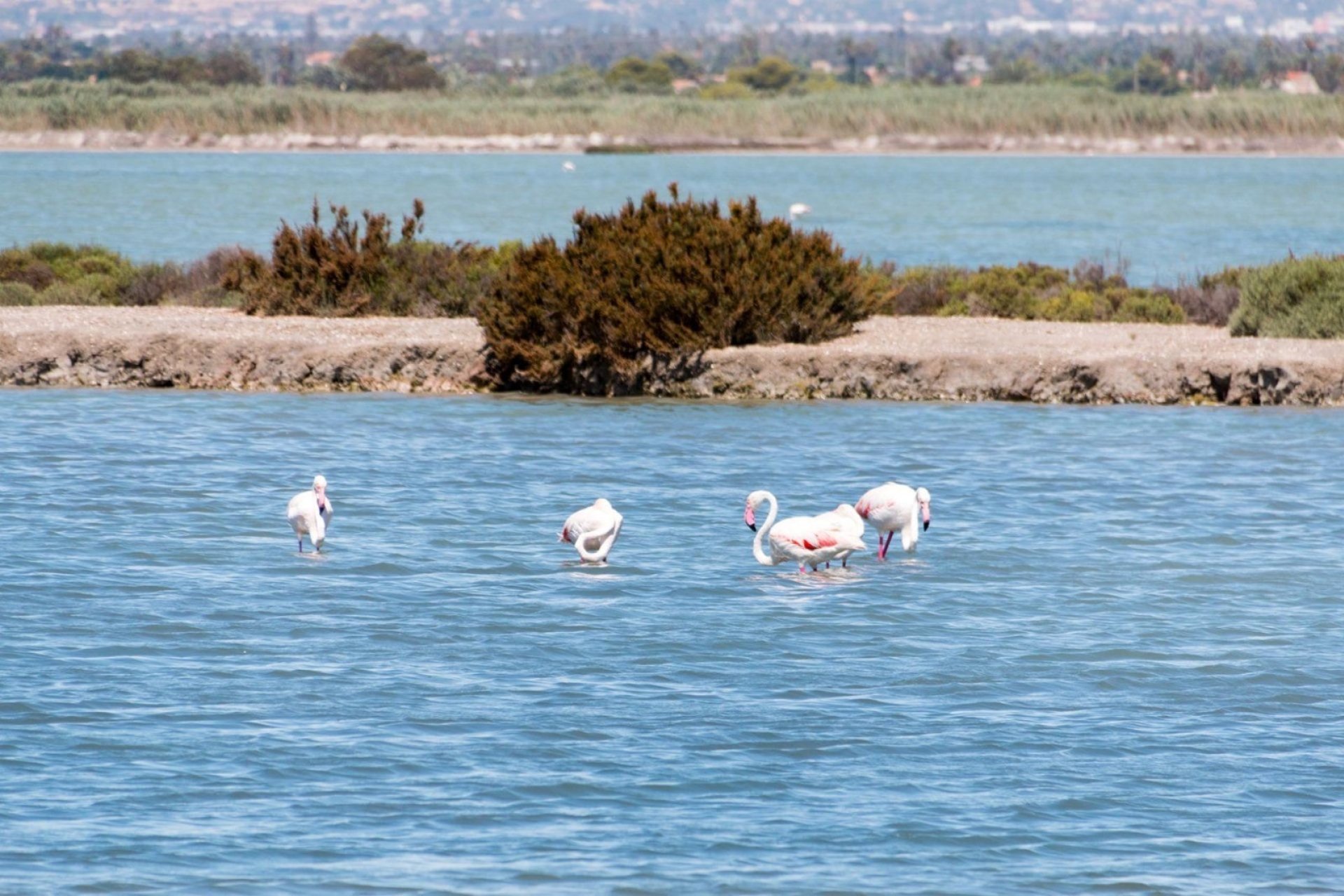 Herverkoop - Appartement / flat - Torrevieia - La Mata