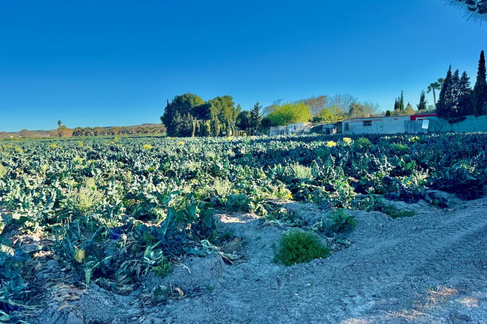 Herverkoop - Country House - Guardamar del Segura