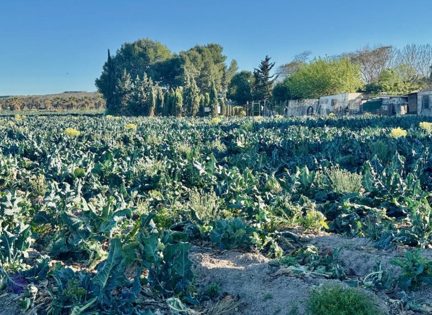 Herverkoop - Country House - Guardamar del Segura