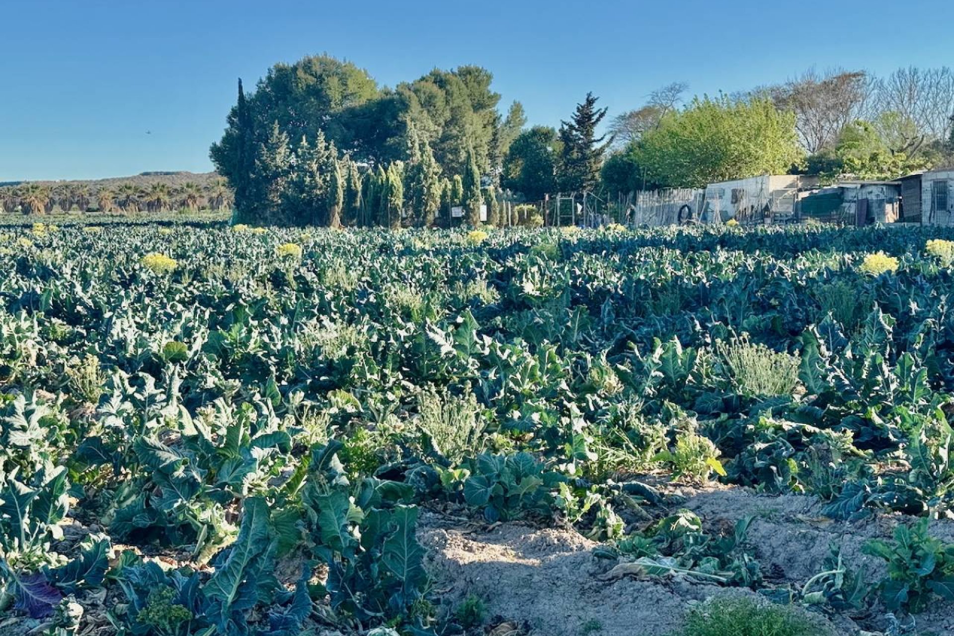 Herverkoop - Country House - Guardamar del Segura