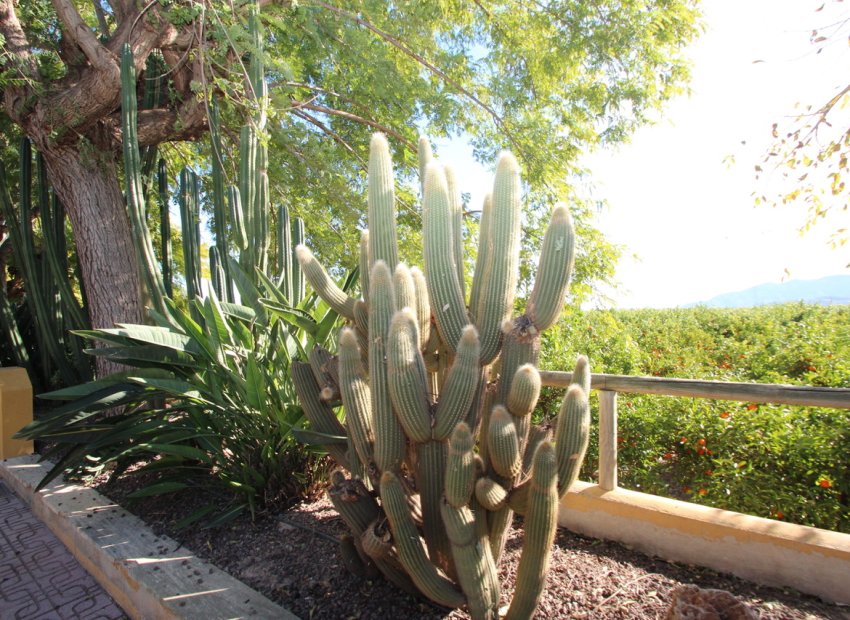 Herverkoop - Country House - Murcia - Costa Blanca