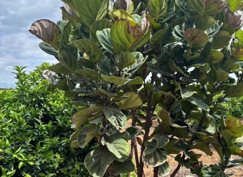 Herverkoop - Country House - Rojales - Ciudad Quesada