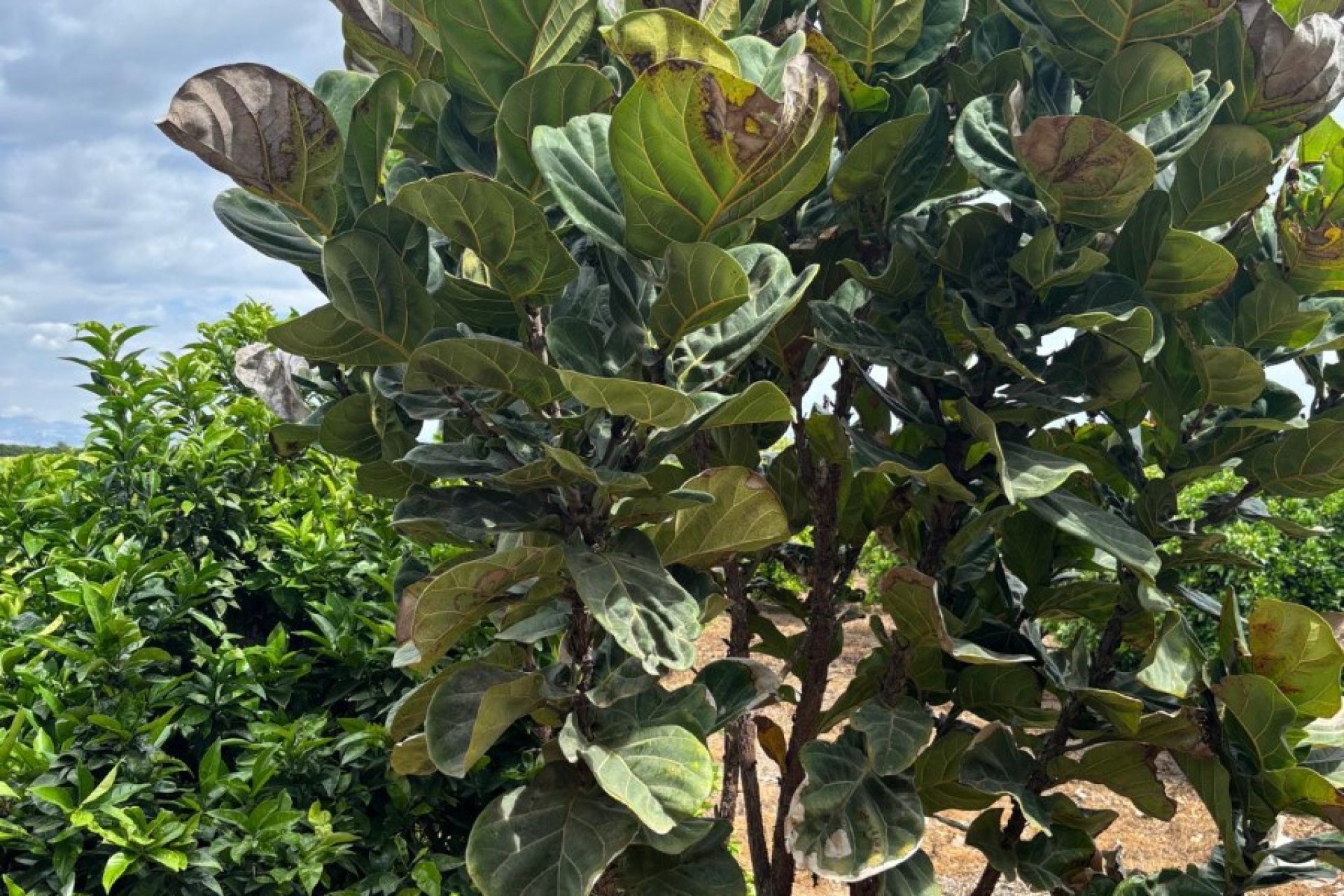 Herverkoop - Country House - Rojales - Ciudad Quesada