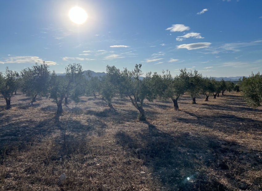 Herverkoop - Country House - Sax