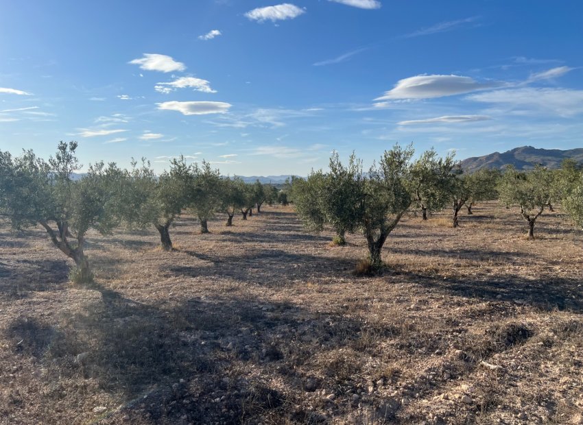 Herverkoop - Country House - Sax