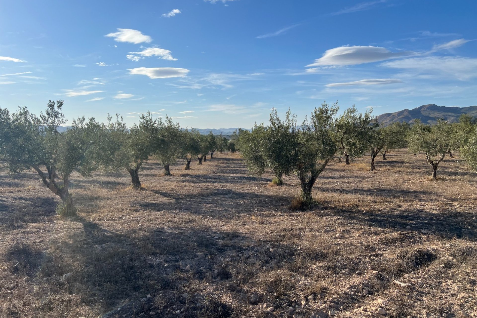 Herverkoop - Country House - Sax