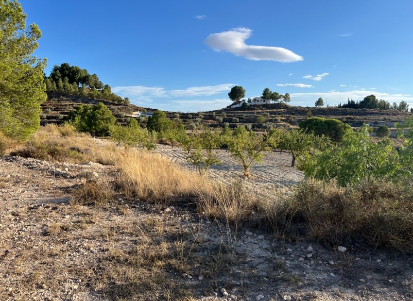 Herverkoop - Country House - Sax