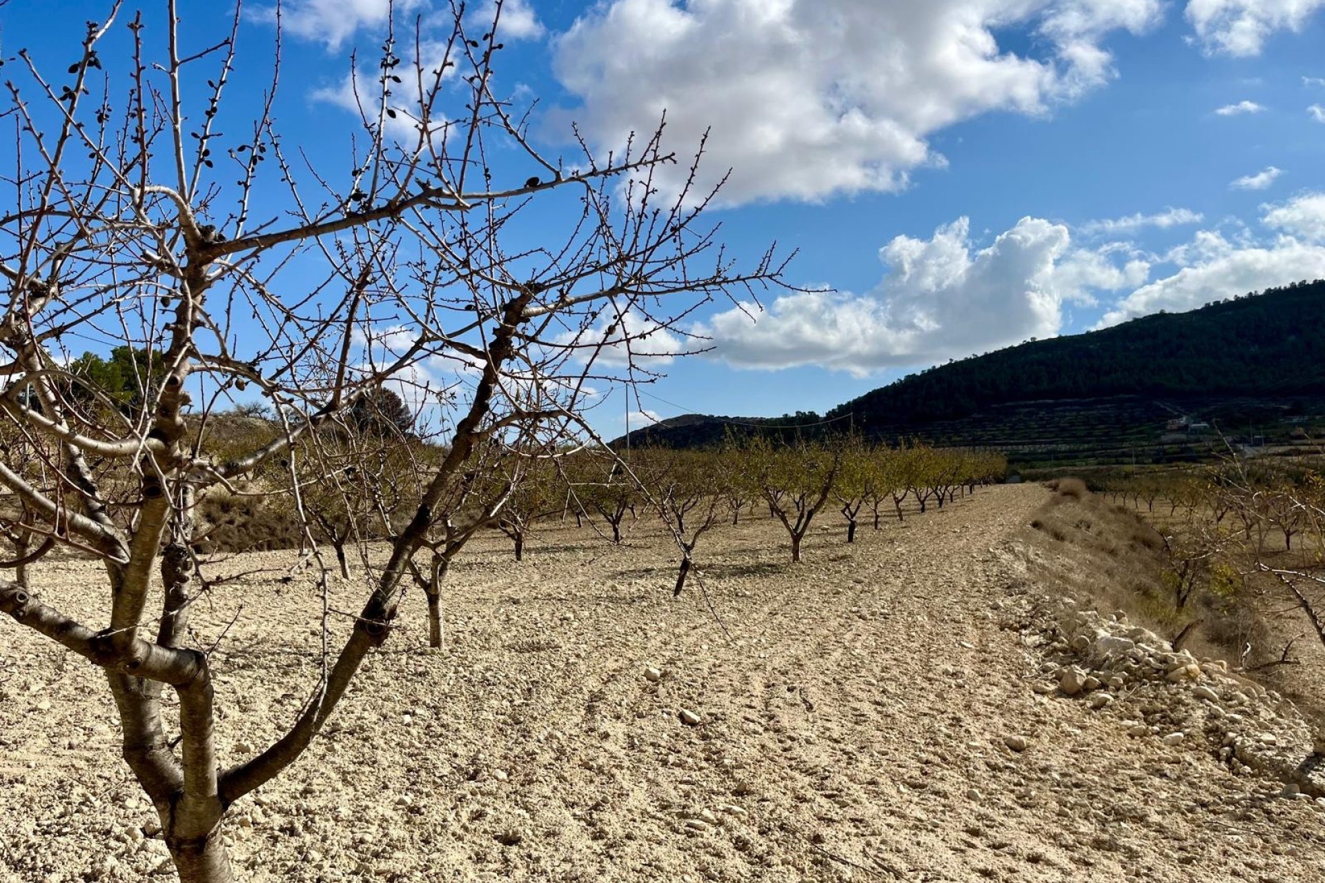Herverkoop - Perceel / Grond - BULLAS - Costa Calida