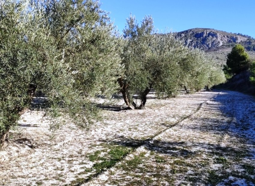 Herverkoop - Perceel / Grond - Planes