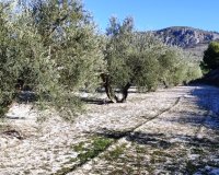 Herverkoop - Perceel / Grond - Planes