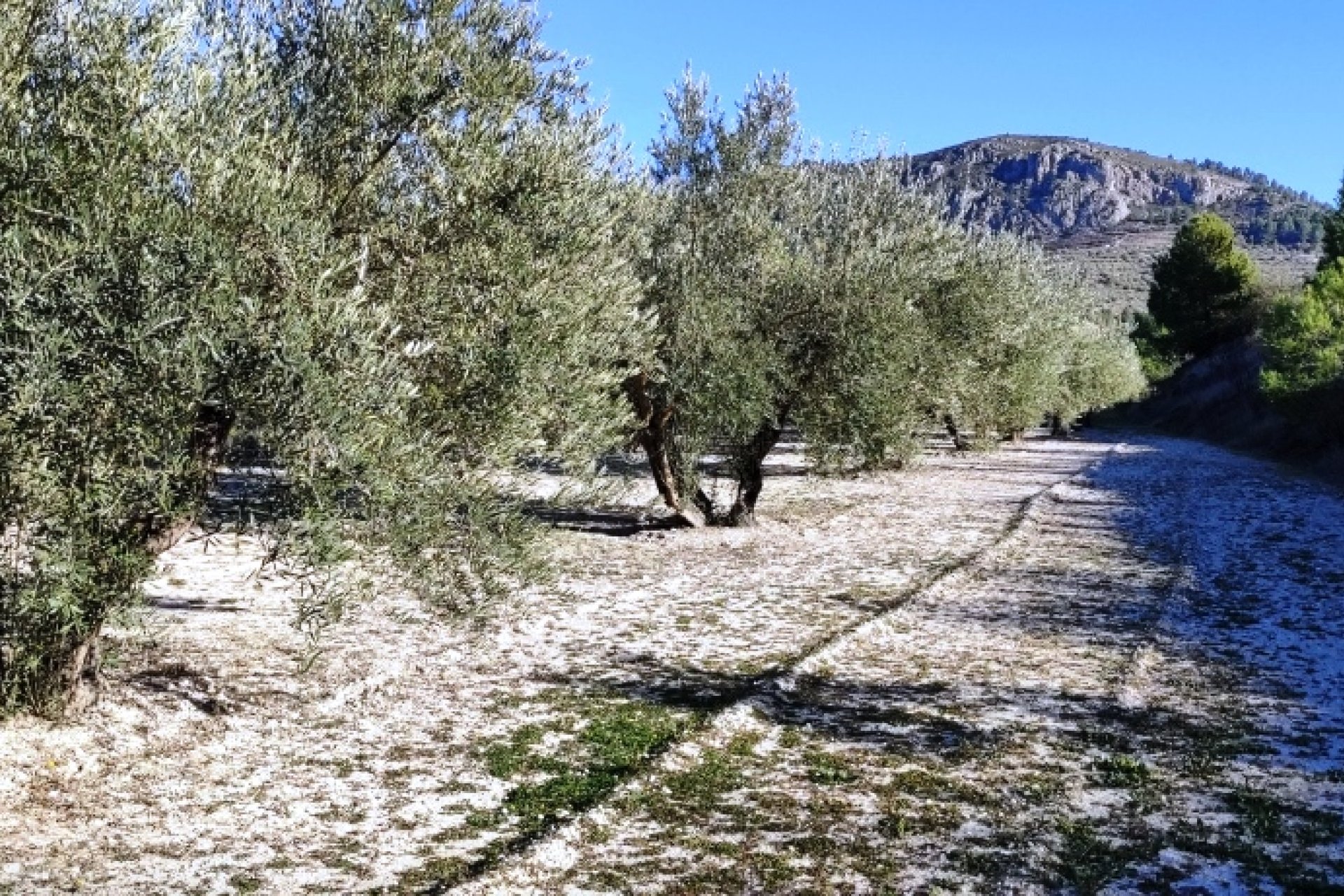 Herverkoop - Perceel / Grond - Planes