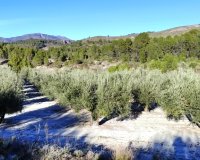 Herverkoop - Perceel / Grond - Planes