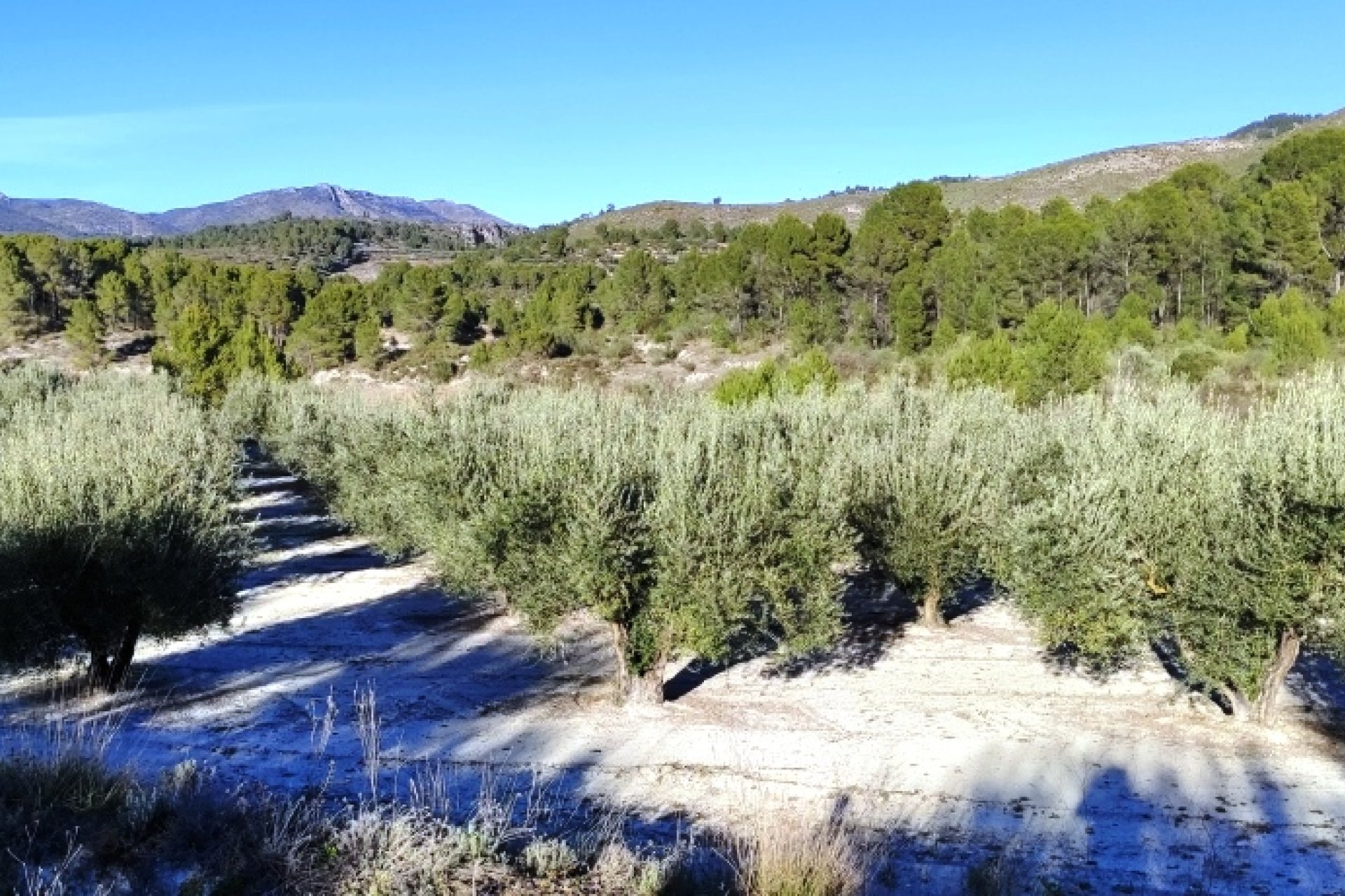 Herverkoop - Perceel / Grond - Planes