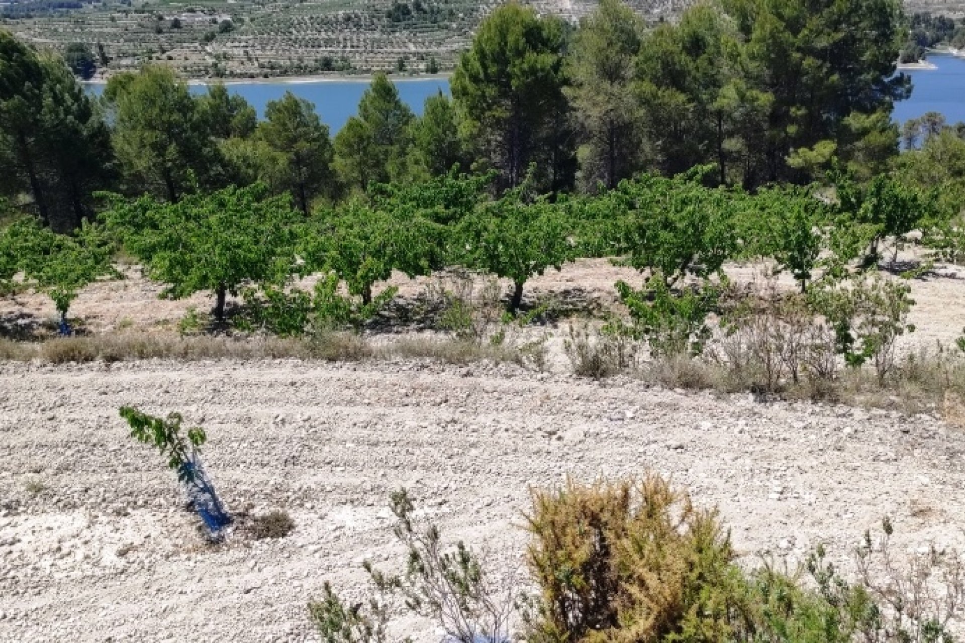Herverkoop - Perceel / Grond - Planes
