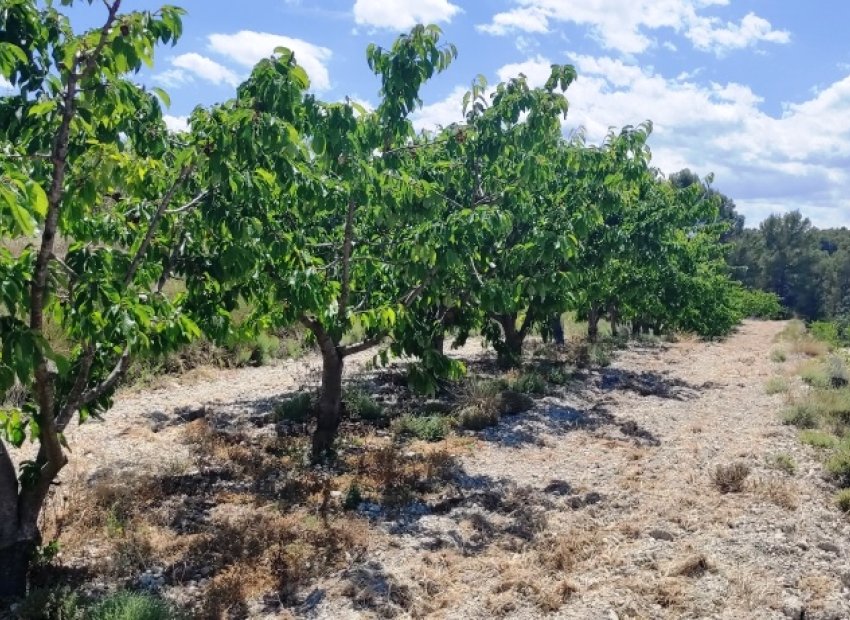 Herverkoop - Perceel / Grond - Planes