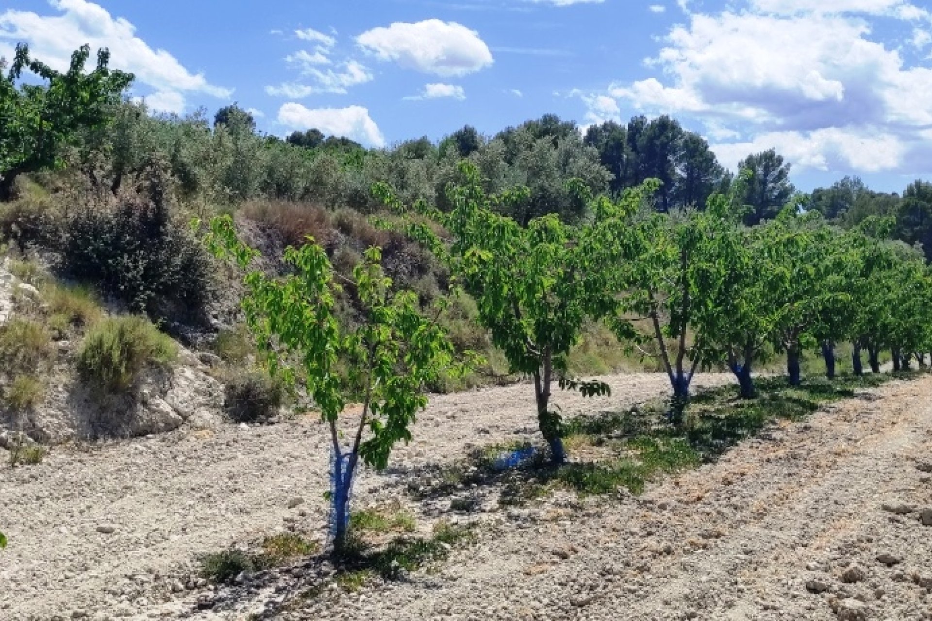 Herverkoop - Perceel / Grond - Planes