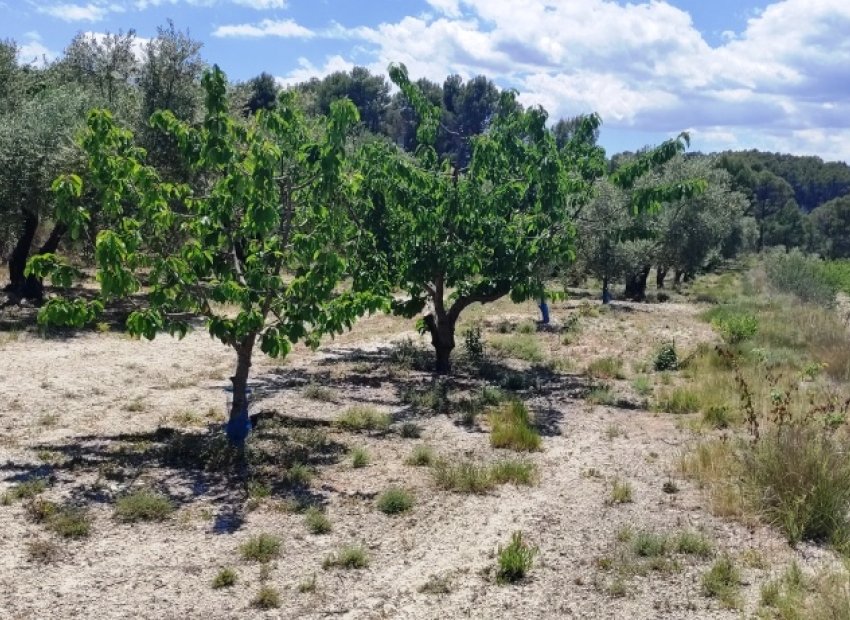 Herverkoop - Perceel / Grond - Planes