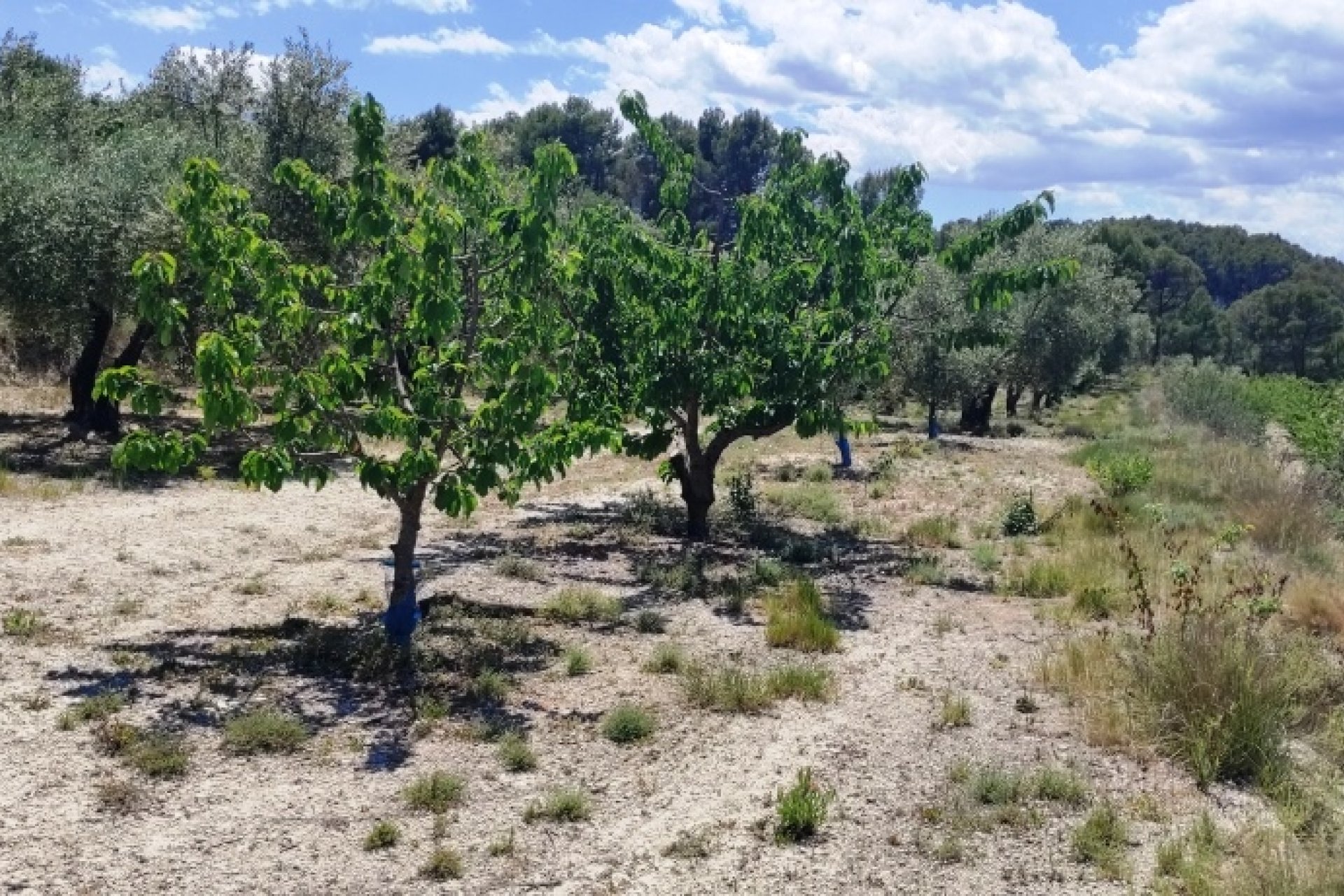 Herverkoop - Perceel / Grond - Planes