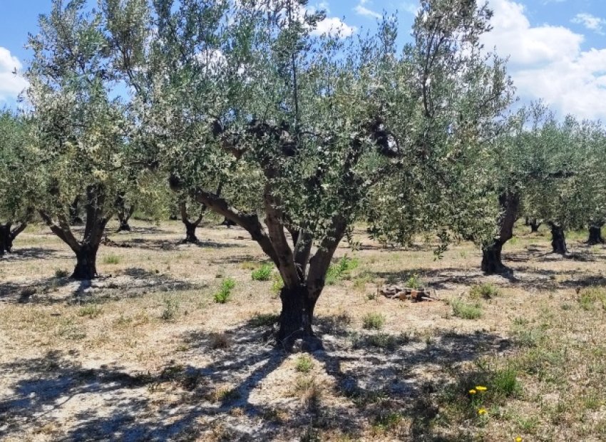 Herverkoop - Perceel / Grond - Planes