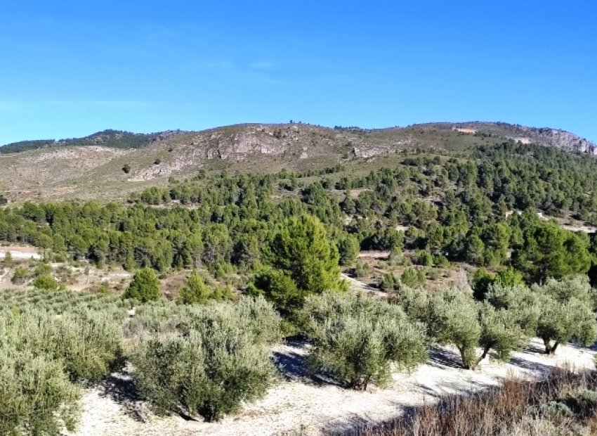 Herverkoop - Perceel / Grond - Planes