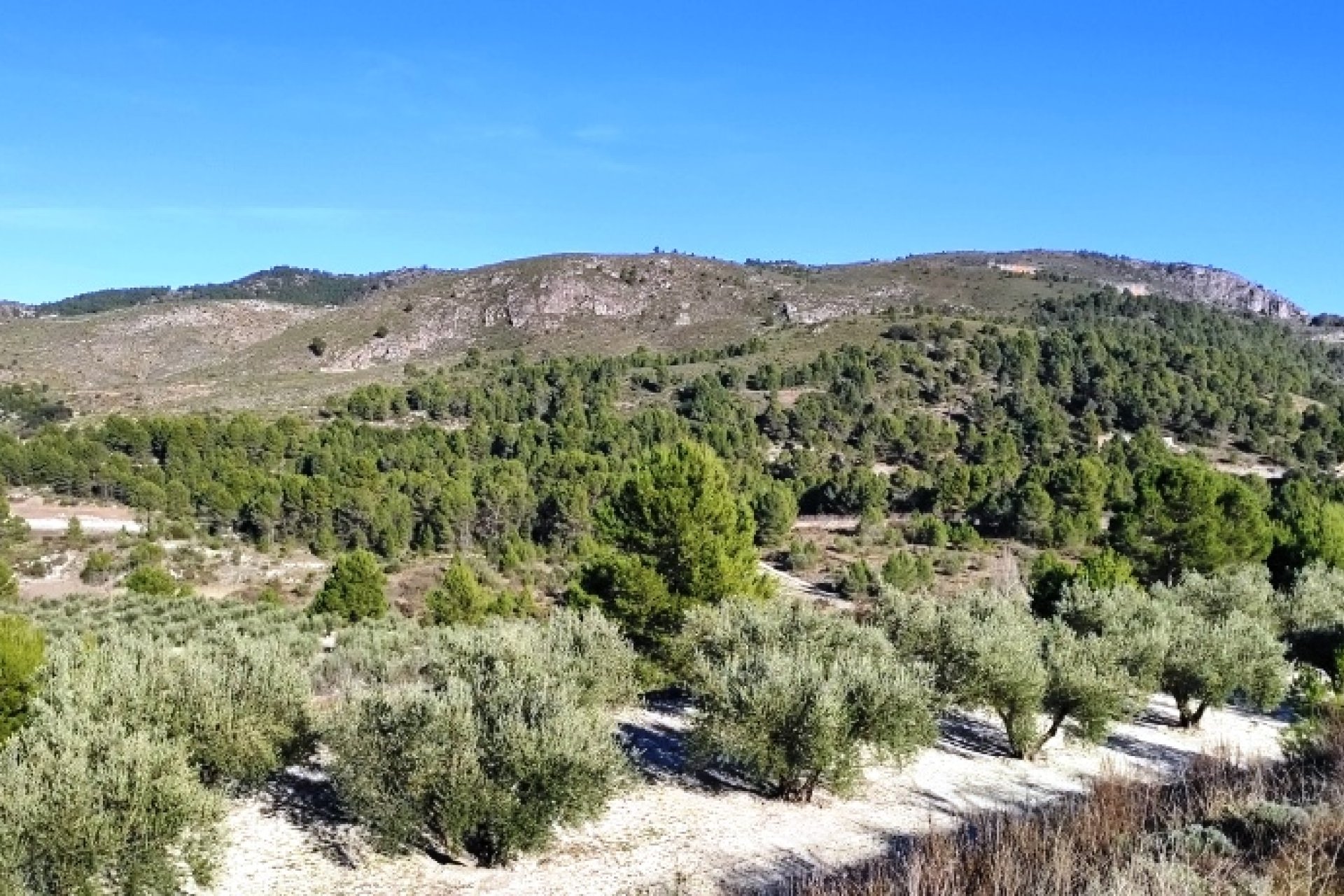 Herverkoop - Perceel / Grond - Planes