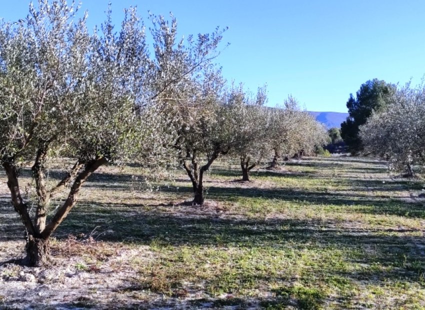 Herverkoop - Perceel / Grond - Planes
