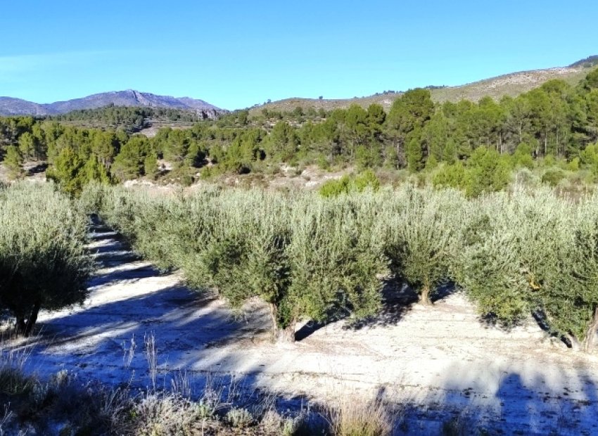 Herverkoop - Perceel / Grond - Planes