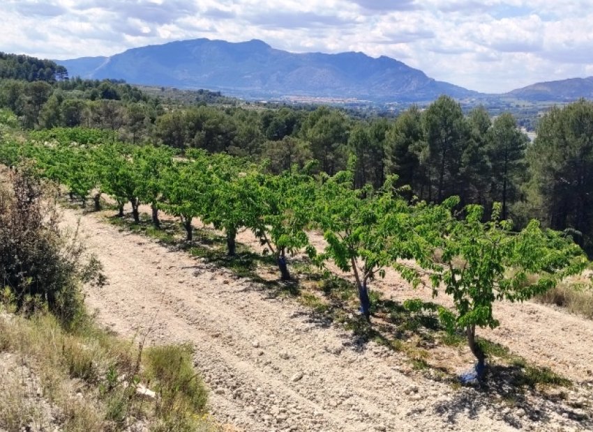 Herverkoop - Perceel / Grond - Planes
