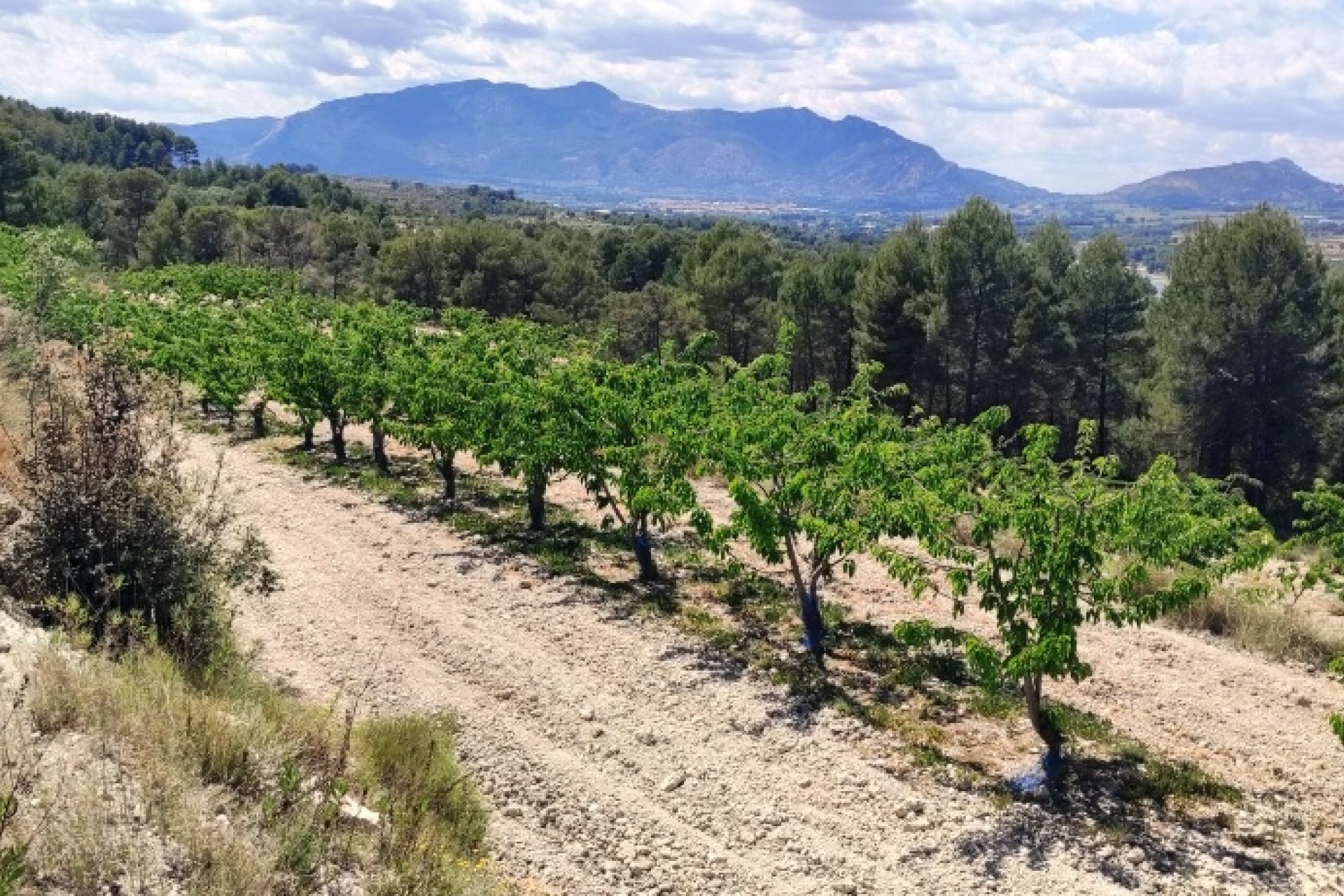 Herverkoop - Perceel / Grond - Planes