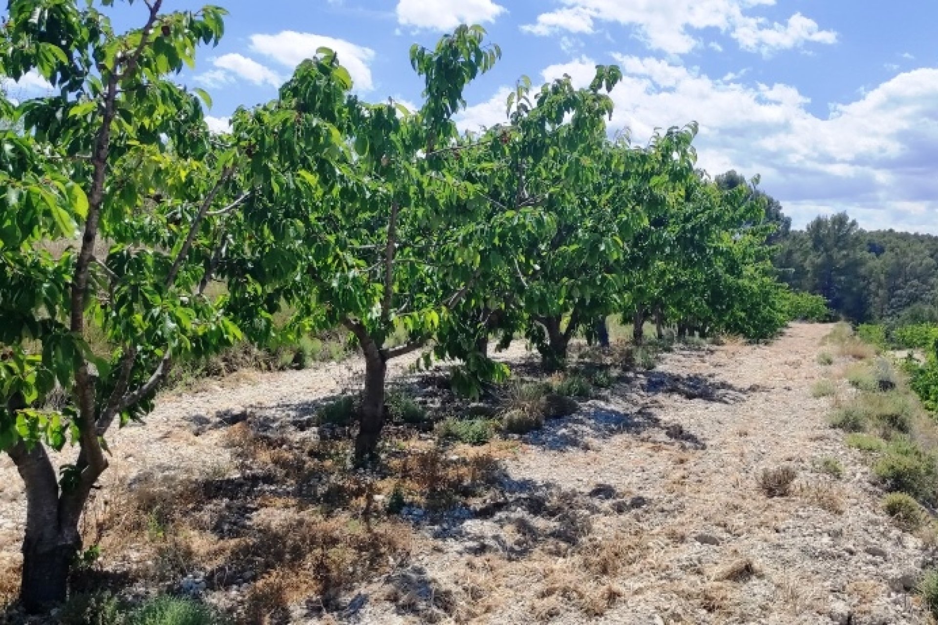 Herverkoop - Perceel / Grond - Planes