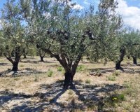 Herverkoop - Perceel / Grond - Planes