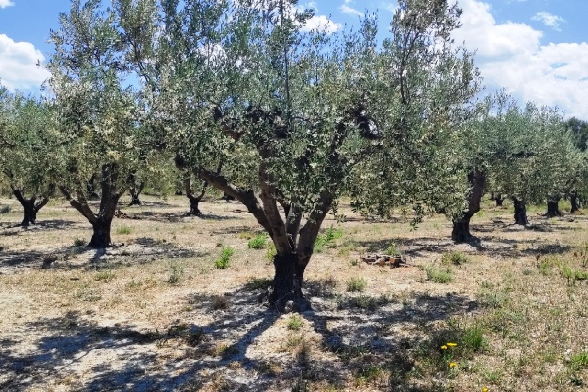 Herverkoop - Perceel / Grond - Planes