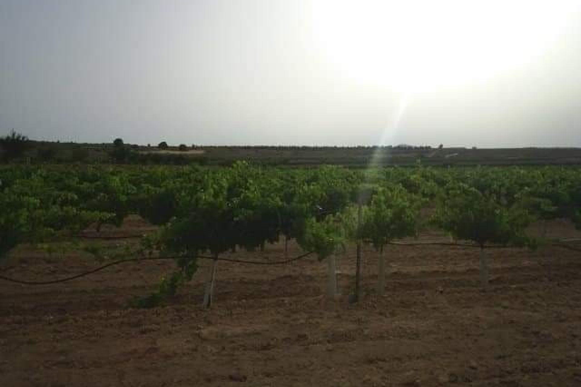 Herverkoop - Perceel / Grond - Yecla