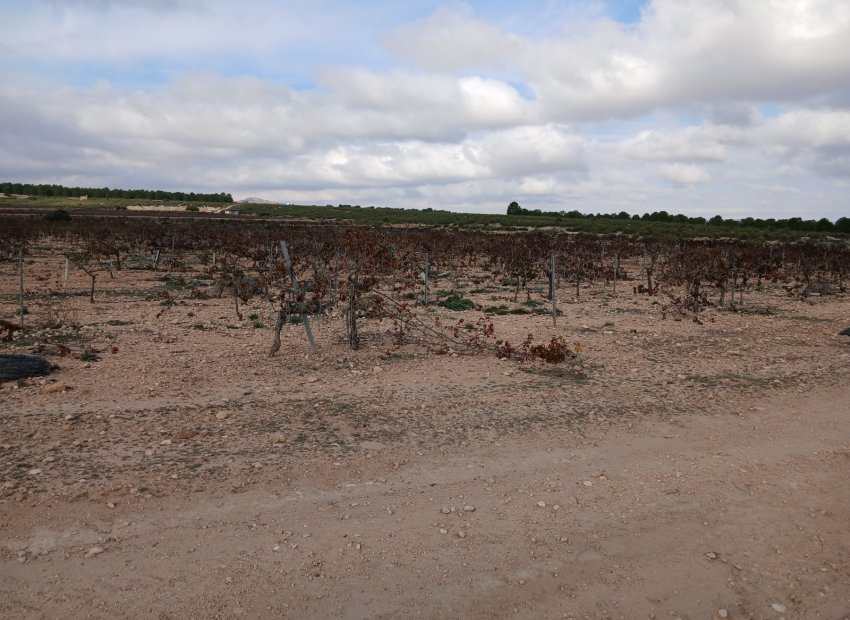 Herverkoop - Perceel / Grond - Yecla