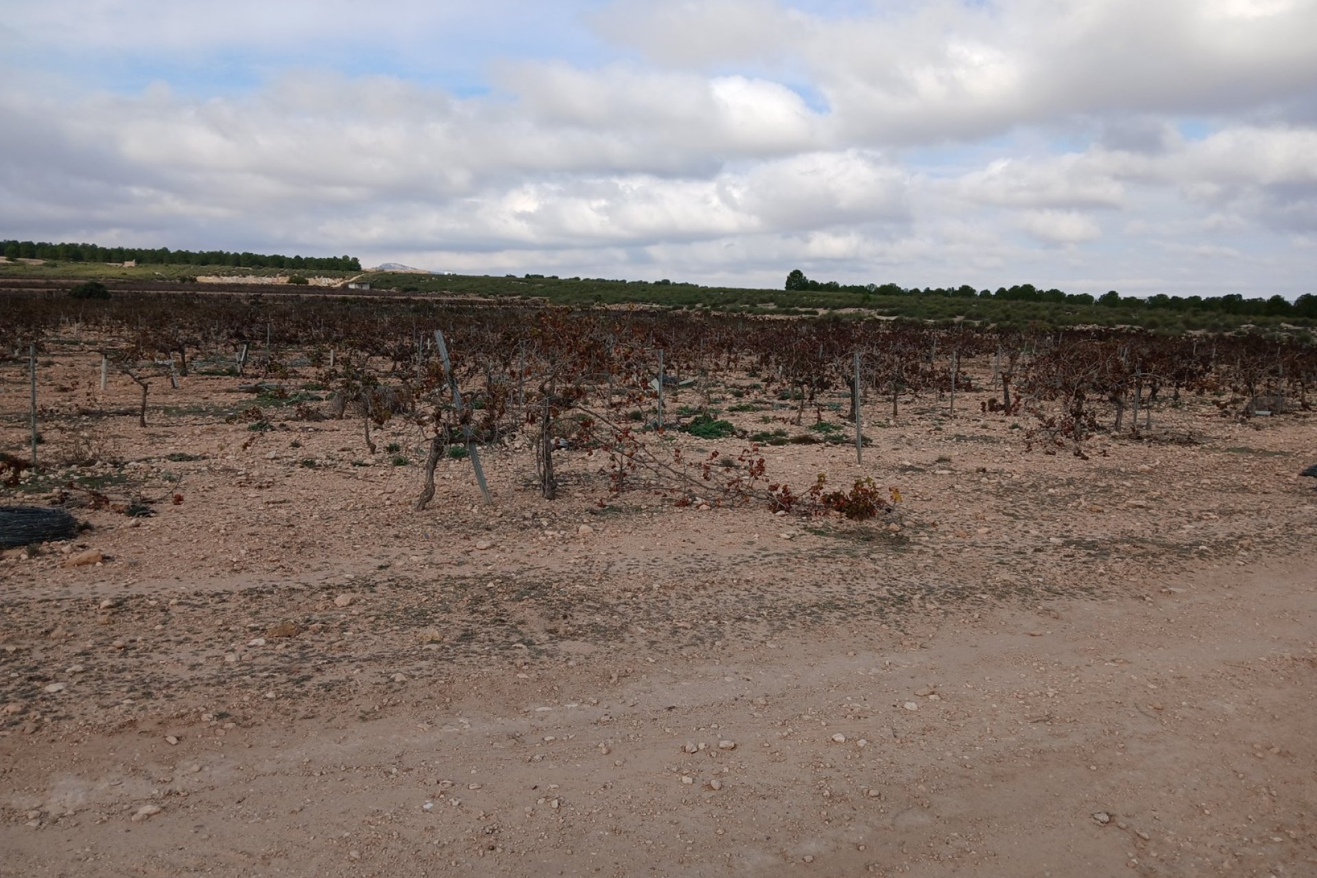 Herverkoop - Perceel / Grond - Yecla