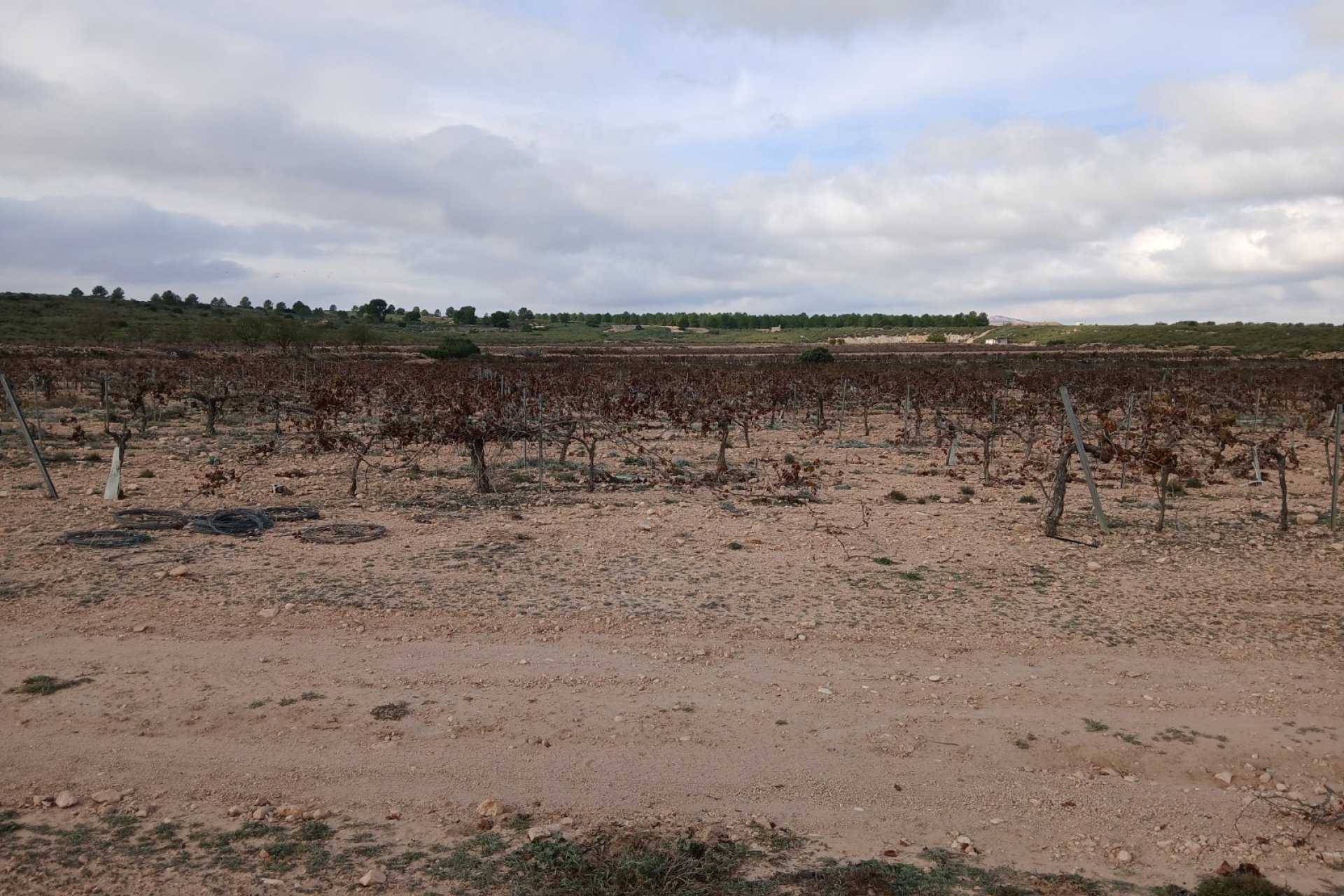 Herverkoop - Perceel / Grond - Yecla