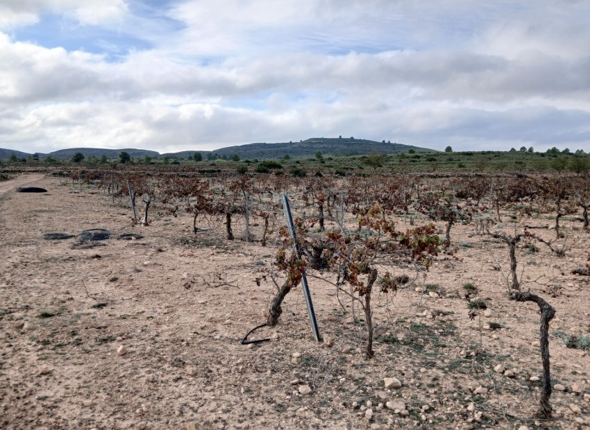 Herverkoop - Perceel / Grond - Yecla