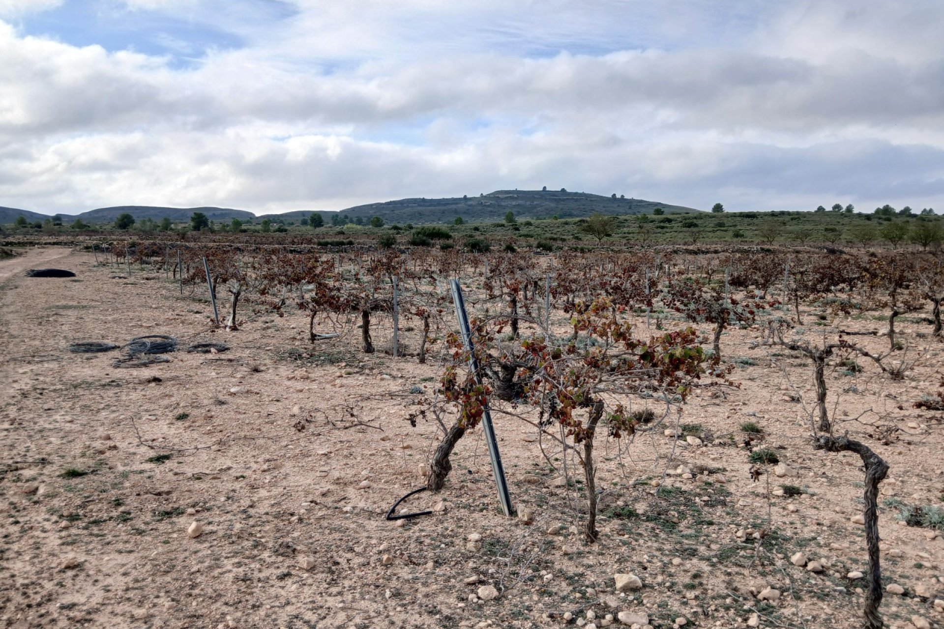 Herverkoop - Perceel / Grond - Yecla