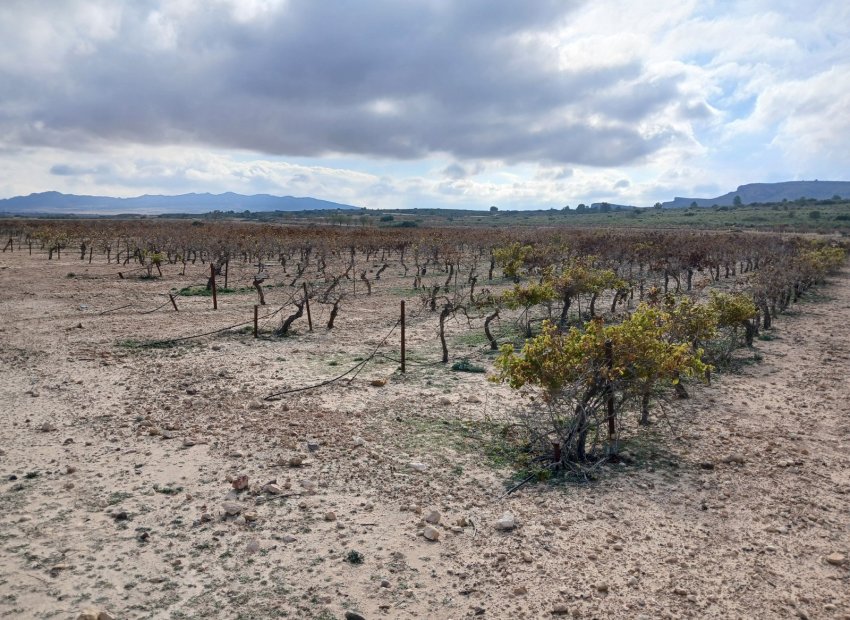 Herverkoop - Perceel / Grond - Yecla
