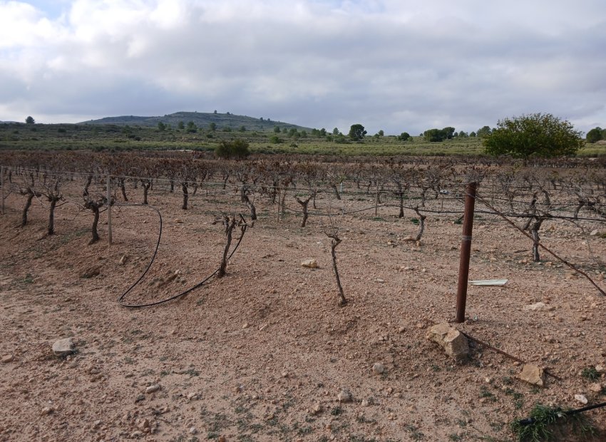 Herverkoop - Perceel / Grond - Yecla