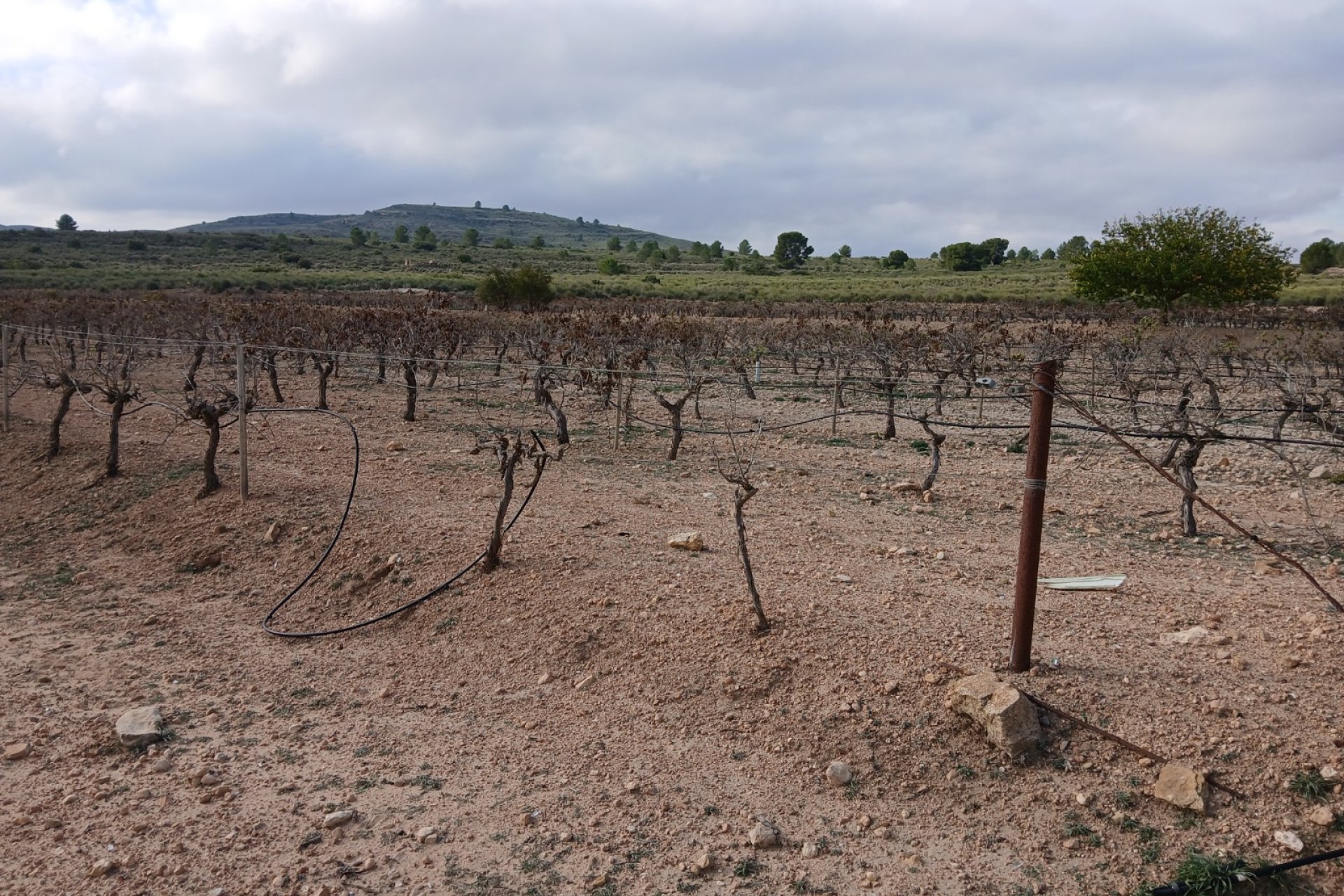 Herverkoop - Perceel / Grond - Yecla