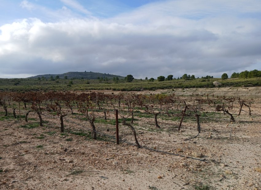 Herverkoop - Perceel / Grond - Yecla