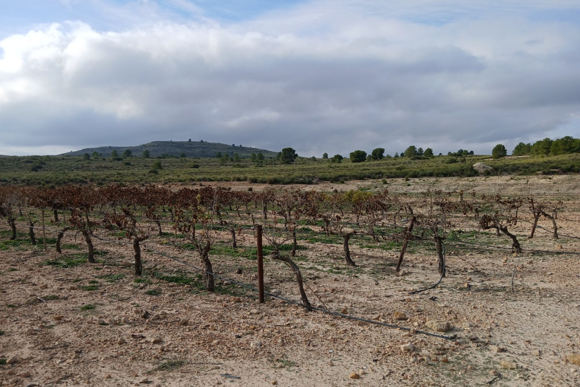 Herverkoop - Perceel / Grond - Yecla