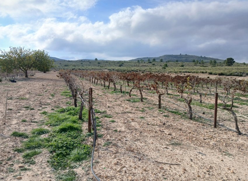 Herverkoop - Perceel / Grond - Yecla