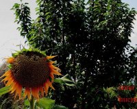 Herverkoop - Villa - Gea Truyols - Gea y Trujols