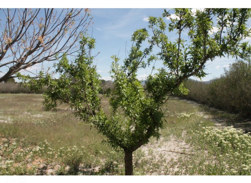 Herverkoop - Villa - Villena