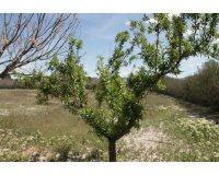 Herverkoop - Villa - Villena